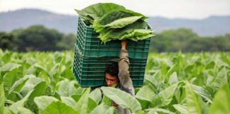 Nicaragua, una potencia pujante en el mercado mundial de puros