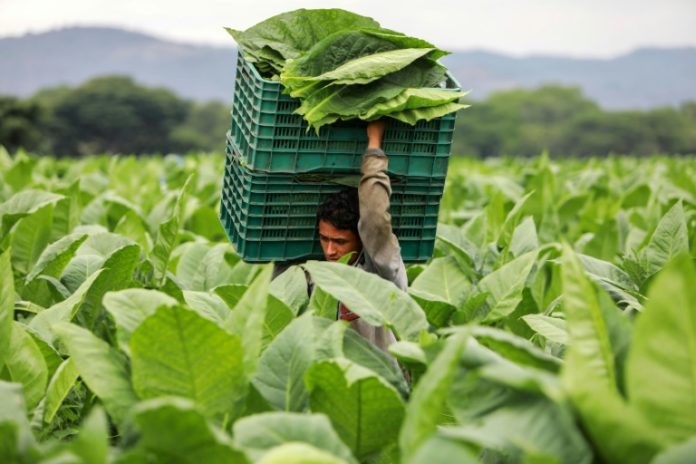 Nicaragua, una potencia pujante en el mercado mundial de puros