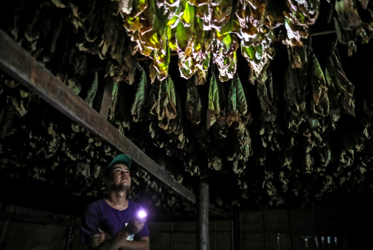 Nicaragua, una potencia pujante en el mercado mundial de puros - Seca la hoja