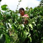 Caficultores guatemaltecos sopesan voler a EEUU por crisis del grano