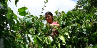 Caficultores guatemaltecos sopesan voler a EEUU por crisis del grano