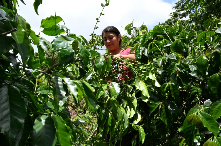 Caficultores guatemaltecos sopesan voler a EEUU por crisis del grano