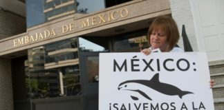 El hábitat de la vaquita marina en México, declarado Patrimonio Mundial en peligro
