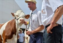Libramont, el corazón agrícola belga, clama contra el acuerdo con el Mercosur