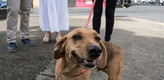 Por primera vez en América Latina un perro asiste a un juicio como víctima de maltrato