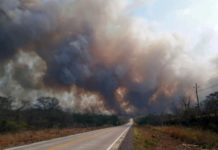 Ambientalistas alertan por daños a 500 especies de fauna por fuego en Bolivia