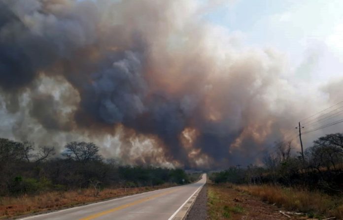 Ambientalistas alertan por daños a 500 especies de fauna por fuego en Bolivia