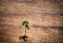 Brasil, un gigante agrícola que tropieza con la protección ambiental