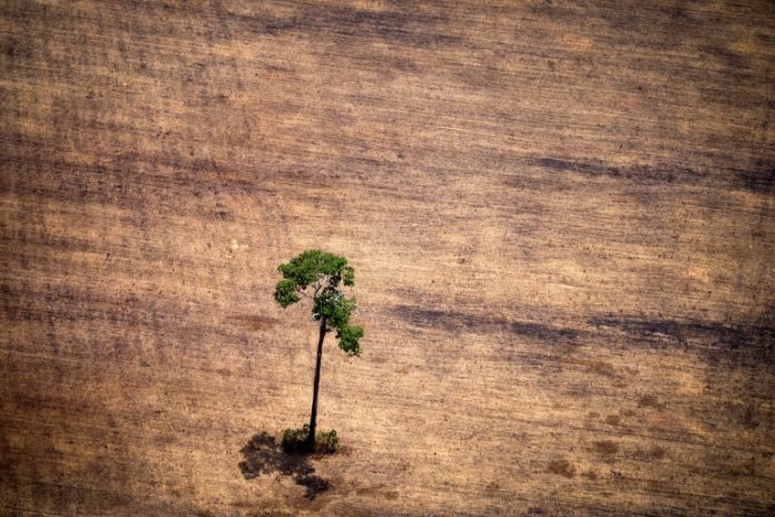 Brasil, un gigante agrícola que tropieza con la protección ambiental