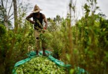Colombia se mantiene como mayor cultivador de hoja de coca pese a leve baja en 2018
