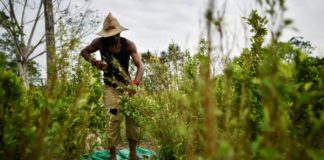 Colombia se mantiene como mayor cultivador de hoja de coca pese a leve baja en 2018