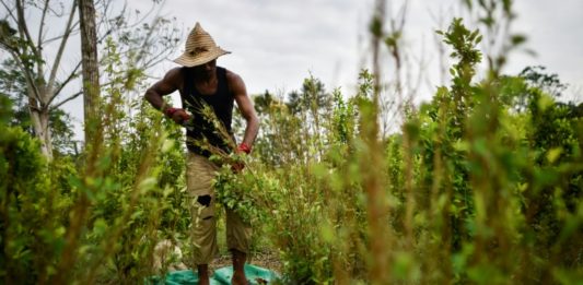 Colombia se mantiene como mayor cultivador de hoja de coca pese a leve baja en 2018
