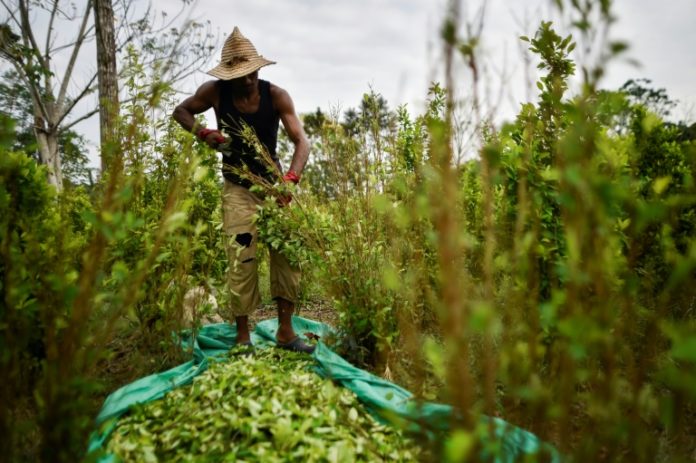 Colombia se mantiene como mayor cultivador de hoja de coca pese a leve baja en 2018