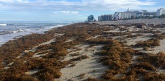 El sargazo es la nueva norma en playas del Caribe y el Golfo de México