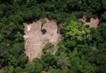 Exsupervisor de deforestación de Brasil urge a los científicos a 'no permanecer callados'