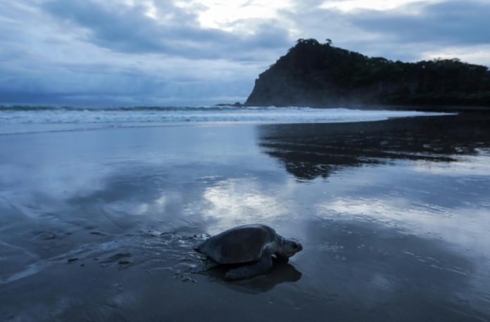 Amenazadas tortugas paslama arriban a las costas de Nicaragua