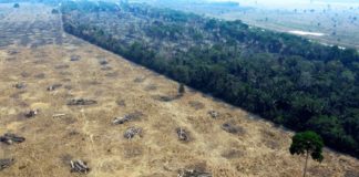 Deforestación de la Amazonía brasileña creció 91% de enero a agosto