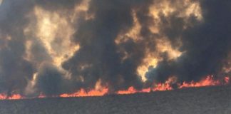 Incendios en Bolivia no dan tregua y daños a la fauna son incalculables