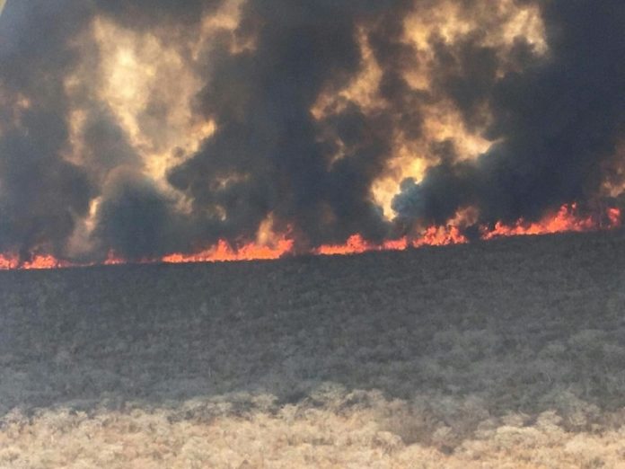 Incendios en Bolivia no dan tregua y daños a la fauna son incalculables Incendios en Bolivia no dan tregua y daños a la fauna son incalculables