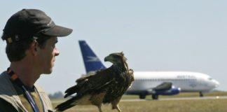 Aeropuertos aves