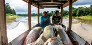 El pirarucú, el pez gigante de la Amazonía que seduce a chefs de Rio de Janeiro