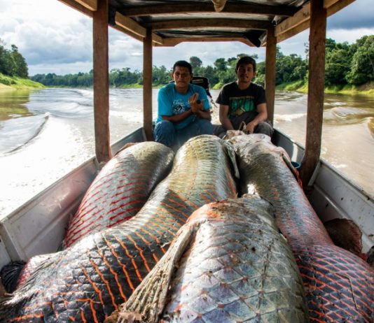 El pirarucú, el pez gigante de la Amazonía que seduce a chefs de Rio de Janeiro