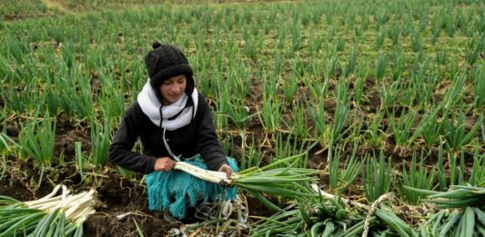 Indígenas de Ecuador vuelven al campo tras luchar en las calles