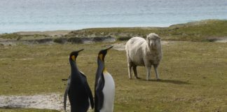 Los temores por el Brexit se ciernen también sobre las Malvinas