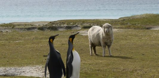 Los temores por el Brexit se ciernen también sobre las Malvinas