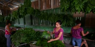 Pequeñas comunidades aprovechan y cuidan principal reserva forestal de Guatemala