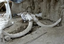 Hallan restos de 14 mamuts en el centro de México