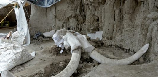 Hallan restos de 14 mamuts en el centro de México