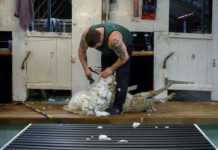 Las Malvinas pasan de la tradicional cría de ovejas al turismo de naturaleza
