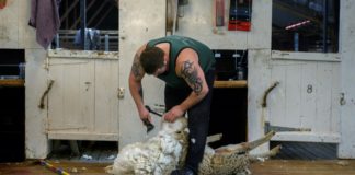 Las Malvinas pasan de la tradicional cría de ovejas al turismo de naturaleza