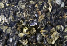 Masiva muerte de moluscos alarma a pescadores en bahía de El Salvador