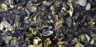 Masiva muerte de moluscos alarma a pescadores en bahía de El Salvador