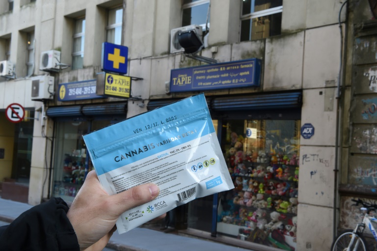 Consumo de cannabis ilegal baja en Uruguay tras regulación del mercado