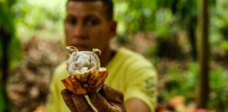 En el sur de Bahía, la indicación geográfica impulsa el cacao brasileño