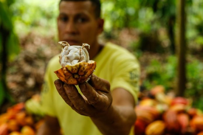 En el sur de Bahía, la indicación geográfica impulsa el cacao brasileño