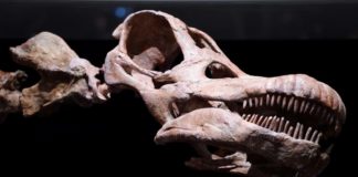 Fósiles de titanosaurio fueron hallados por primera vez en Ecuador