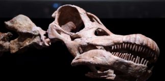 Fósiles de titanosaurio fueron hallados por primera vez en Ecuador Fósiles de titanosaurio fueron hallados por primera vez en Ecuador