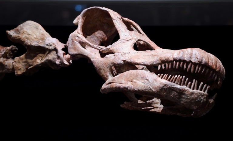 Fósiles de titanosaurio fueron hallados por primera vez en Ecuador