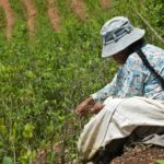 "Habrá guerra" si nos sacan tierra, advierten los yungas cocaleros en Bolivia