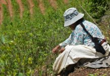 "Habrá guerra" si nos sacan tierra, advierten los yungas cocaleros en Bolivia
