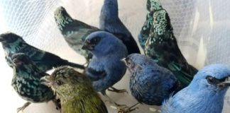 Capturan en Perú a belga con 20 aves silvestres en la maleta