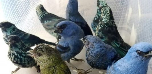 Capturan en Perú a belga con 20 aves silvestres en la maleta