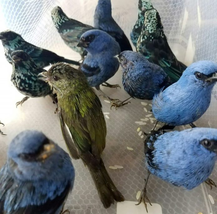 Capturan en Perú a belga con 20 aves silvestres en la maleta