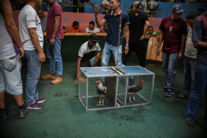 Apuestas en dólares y cero política, peleas de gallos en Venezuela se adaptan a la crisis