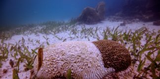 Arrecife Mesoamericano se ha deteriorado en los últimos años