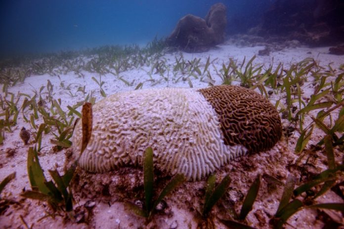 Arrecife Mesoamericano se ha deteriorado en los últimos años
